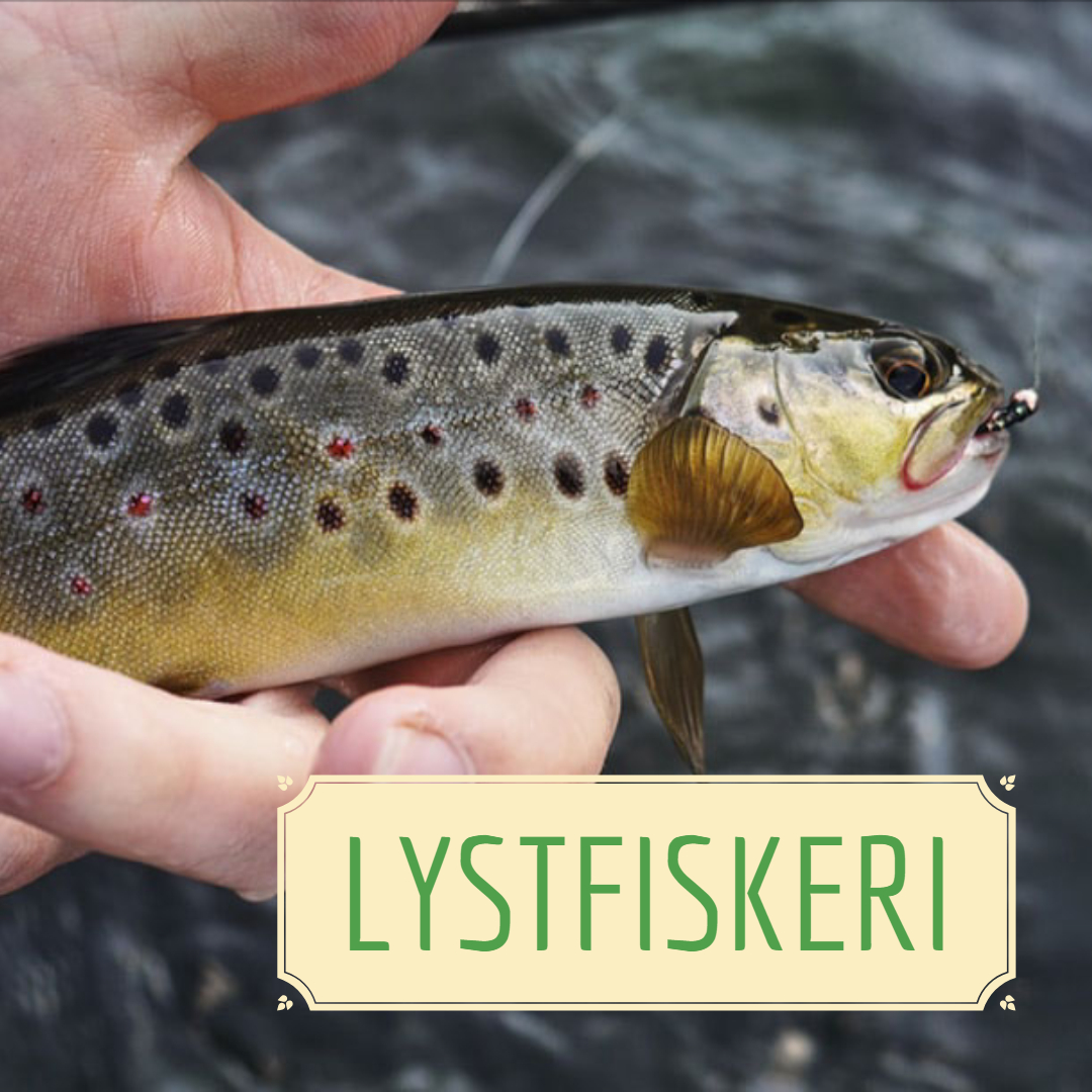 LYSTFISKERI